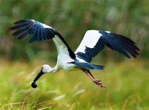 Rare Asian Openbill Storks Flock to Quang Tri in a Spectacular Wildlife Event - image 2