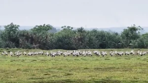 Rare Asian Openbill Storks Flock to Quang Tri in a Spectacular Wildlife Event - image 6