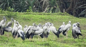 Rare Asian Openbill Storks Flock to Quang Tri in a Spectacular Wildlife Event - image 0