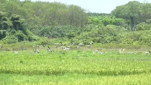 Rare Asian Openbill Storks Flock to Quang Tri in a Spectacular Wildlife Event - image 4