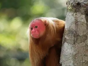 Discover the Red-faced Uakari Monkey: Unique Amazon Primate with an 'Unforgettable' Look - image 0