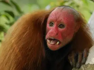 Discover the Red-faced Uakari Monkey: Unique Amazon Primate with an 'Unforgettable' Look - image 4