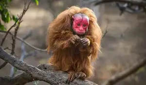 Discover the Red-faced Uakari Monkey: Unique Amazon Primate with an 'Unforgettable' Look - image 6
