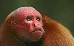 Discover the Red-faced Uakari Monkey: Unique Amazon Primate with an 'Unforgettable' Look - image 3