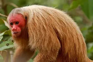 Discover the Red-faced Uakari Monkey: Unique Amazon Primate with an 'Unforgettable' Look - image 5