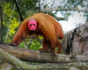 Discover the Red-faced Uakari Monkey: Unique Amazon Primate with an 'Unforgettable' Look - image 8