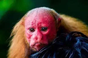 Discover the Red-faced Uakari Monkey: Unique Amazon Primate with an 'Unforgettable' Look - image 1