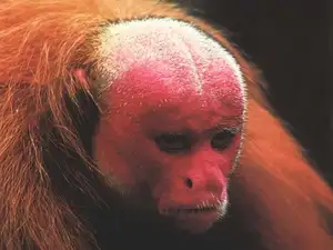Discover the Red-faced Uakari Monkey: Unique Amazon Primate with an 'Unforgettable' Look - image 7