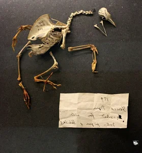 Surprising and Lesser-Known Facts About Darwin's Evolution Theory - image 12