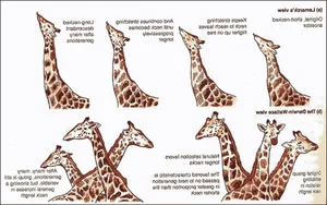 Surprising and Lesser-Known Facts About Darwin's Evolution Theory - image 11