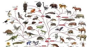 Surprising and Lesser-Known Facts About Darwin's Evolution Theory - image 5