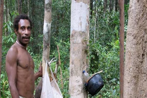 Inside the Secret Lives of the World's Isolated Tree-Dwelling Tribes - image 9