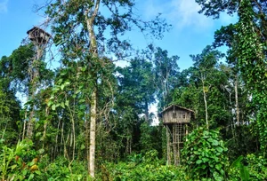 Inside the Secret Lives of the World's Isolated Tree-Dwelling Tribes - image 5