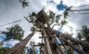 Inside the Secret Lives of the World's Isolated Tree-Dwelling Tribes - image 0