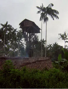 Inside the Secret Lives of the World's Isolated Tree-Dwelling Tribes - image 4