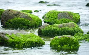 Discover the Mystical Green Moss Season of Nam O Reef in Da Nang - image 0
