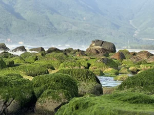 Discover the Mystical Green Moss Season of Nam O Reef in Da Nang - image 8
