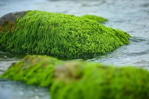 Discover the Mystical Green Moss Season of Nam O Reef in Da Nang - image 3