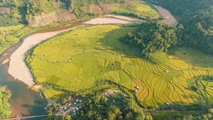 Exploring the Golden Rice Fields of Kon Tu Rang in Central Highlands - image 5