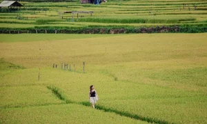 Exploring the Golden Rice Fields of Kon Tu Rang in Central Highlands - image 11