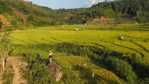 Exploring the Golden Rice Fields of Kon Tu Rang in Central Highlands - image 1