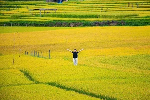 Exploring the Golden Rice Fields of Kon Tu Rang in Central Highlands - image 7