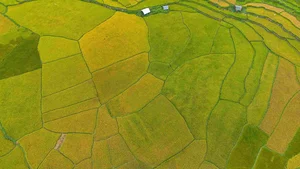 Exploring the Golden Rice Fields of Kon Tu Rang in Central Highlands - image 8