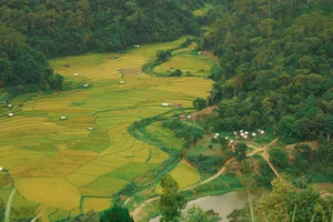 Exploring the Golden Rice Fields of Kon Tu Rang in Central Highlands - image 3