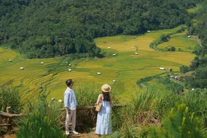 Exploring the Golden Rice Fields of Kon Tu Rang in Central Highlands - image 6
