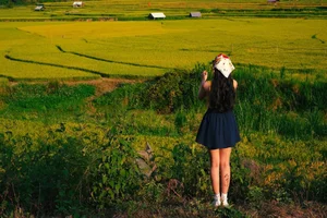 Exploring the Golden Rice Fields of Kon Tu Rang in Central Highlands - image 2