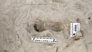 Ancient Discoveries: 1.5 Million-Year-Old Footprints Reveal Secrets of Early Human Ancestors - image 7