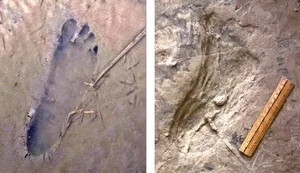 Ancient Discoveries: 1.5 Million-Year-Old Footprints Reveal Secrets of Early Human Ancestors - image 2