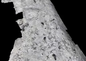 Ancient Discoveries: 1.5 Million-Year-Old Footprints Reveal Secrets of Early Human Ancestors - image 3