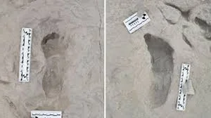Ancient Discoveries: 1.5 Million-Year-Old Footprints Reveal Secrets of Early Human Ancestors - image 4