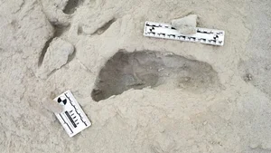 Ancient Discoveries: 1.5 Million-Year-Old Footprints Reveal Secrets of Early Human Ancestors - image 8