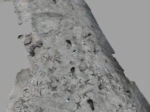 Ancient Discoveries: 1.5 Million-Year-Old Footprints Reveal Secrets of Early Human Ancestors - image 1