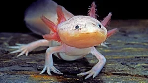 Top Three Most Bizarre and Strange Creatures on Earth - image 3