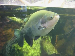 Top Three Most Bizarre and Strange Creatures on Earth - image 0