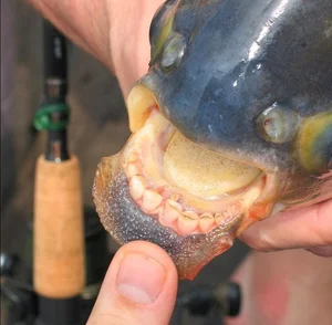 Top Three Most Bizarre and Strange Creatures on Earth - image 5