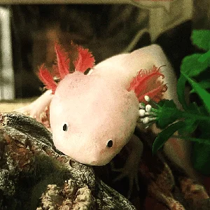 Top Three Most Bizarre and Strange Creatures on Earth - image 8