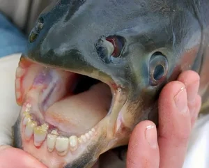 Top Three Most Bizarre and Strange Creatures on Earth - image 6