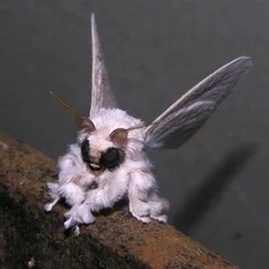 Top Three Most Bizarre and Strange Creatures on Earth - image 4