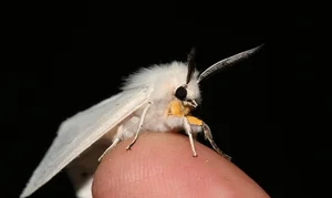 Top Three Most Bizarre and Strange Creatures on Earth - image 7
