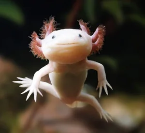 Top Three Most Bizarre and Strange Creatures on Earth - image 2