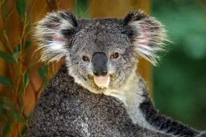 The Fascinating Biology of Koalas: Marsupials with Human-Like Fingerprints - image 2