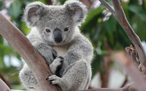 The Fascinating Biology of Koalas: Marsupials with Human-Like Fingerprints - image 14