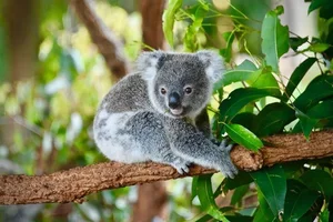 The Fascinating Biology of Koalas: Marsupials with Human-Like Fingerprints - image 1