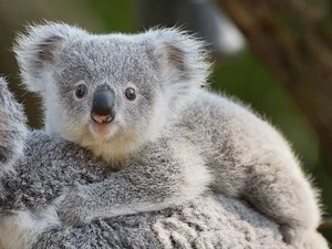The Fascinating Biology of Koalas: Marsupials with Human-Like Fingerprints - image 5