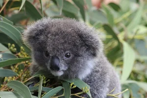 The Fascinating Biology of Koalas: Marsupials with Human-Like Fingerprints - image 7