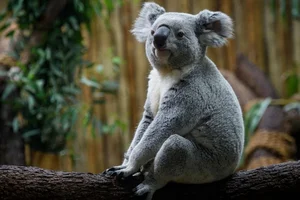 The Fascinating Biology of Koalas: Marsupials with Human-Like Fingerprints - image 9